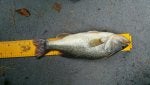 Fish Fish Bluegill Tail