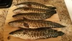 Fish Fish Mackerel