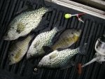 Fish Fish Bluegill Tilapia Sun bass