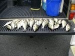 Fish Fish Grilling Fish products Cuisine